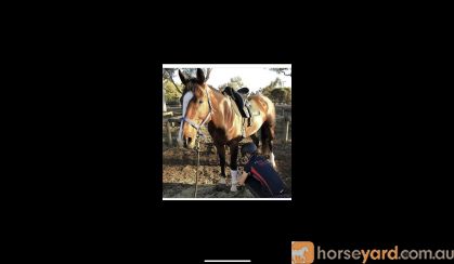 Warmblood Gelding on HorseYard.com.au