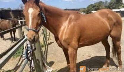 16.2hh thoroughbred mare on HorseYard.com.au