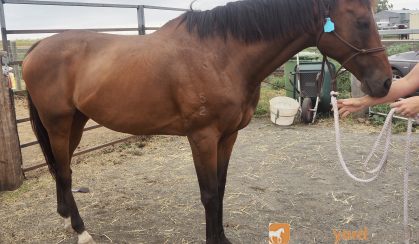 Quiet TB Gelding on HorseYard.com.au