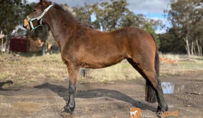 Delta Reg ARP Mare, Project/Broodmare/Show  on HorseYard.com.au