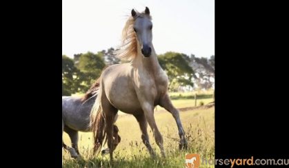 Welsh Palomino mare  on HorseYard.com.au
