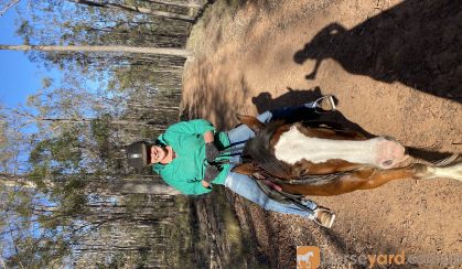 Cyldesdale x Suffolk Punch Mare 8yrs on HorseYard.com.au