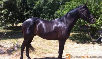 Gorgeous WB X Gelding been there done that!!  on HorseYard.com.au