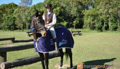 Proven Schoolmaster on HorseYard.com.au