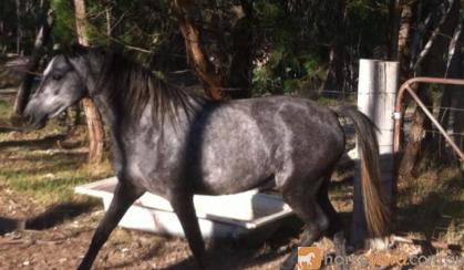 Registered Aust pony, 4yo Filly very pretty girl needs to be showing on HorseYard.com.au