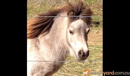 AMPS/APSB Buckskin - in foal - must go south/west on HorseYard.com.au