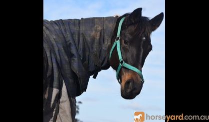 lucky on HorseYard.com.au