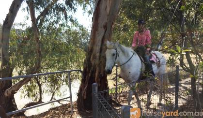 Quiet Percheron Mare, confidence builder on HorseYard.com.au