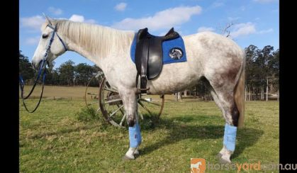 Flashy first cross Andalusian mare on HorseYard.com.au