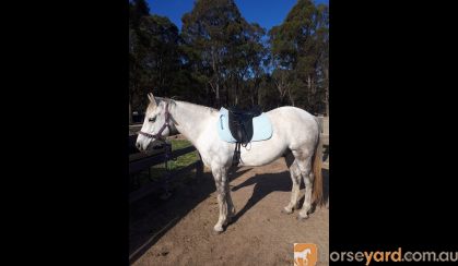 Waler gelding on HorseYard.com.au