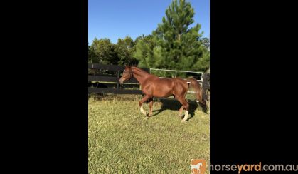 Quality Arabian Gelding  on HorseYard.com.au
