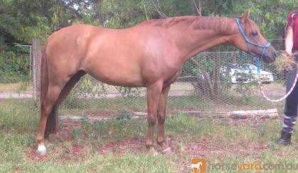 Exquisite Broodmare and Foal at Foot on HorseYard.com.au