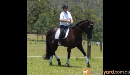 Intro Eventer/80cm SJ on HorseYard.com.au