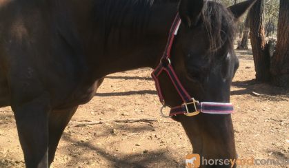 lucky on HorseYard.com.au