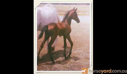 Lovely Arabian Pony on HorseYard.com.au