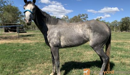 Grey Serene OTTB on HorseYard.com.au