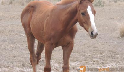 Paint bred colt on HorseYard.com.au