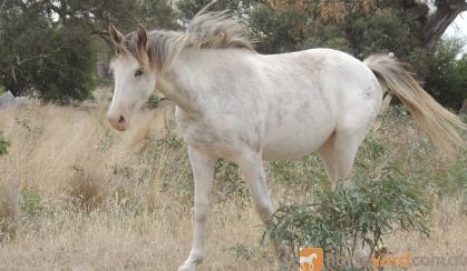 Clydie X QH x Paint Filly, pretty as a picture on HorseYard.com.au