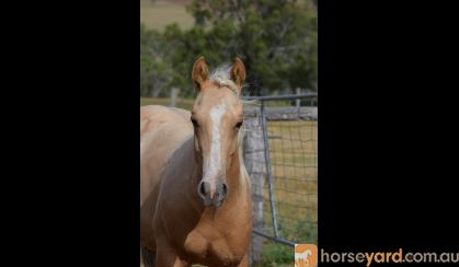 AQHA Palomino Colt on HorseYard.com.au