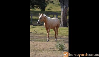 AQHA Palomino Colt on HorseYard.com.au