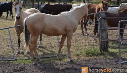 AQHA Palomino Colt on HorseYard.com.au