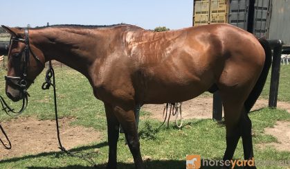Something Major on HorseYard.com.au