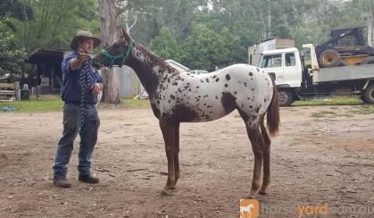 Appaloosa filly on HorseYard.com.au