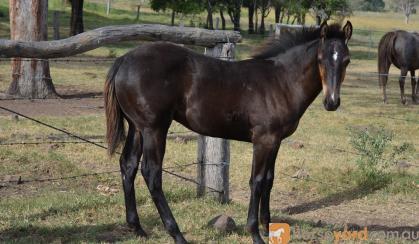 AQHA ASH Colt on HorseYard.com.au