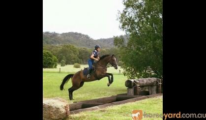 *Price Reduced* Classy Broodmare on HorseYard.com.au