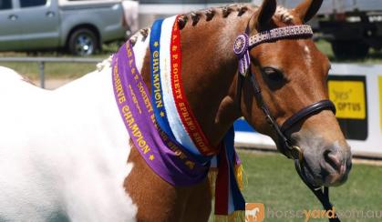 Pinto 3rd Gen Australian Pony Mare on HorseYard.com.au