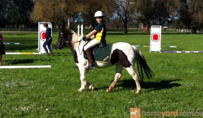 Incredabelle, Reg part-bred, been there done that taught lots of kids to ride! on HorseYard.com.au