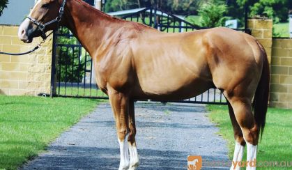 Green TB on HorseYard.com.au