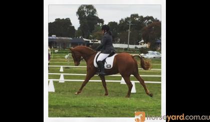 14.3hh 9yo Registered Riding Pony All-rounder performance pony on HorseYard.com.au