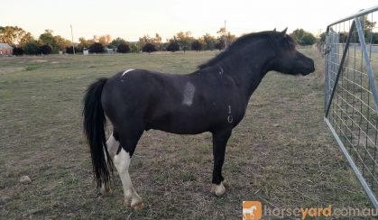 Miniature Horse Stallion on HorseYard.com.au