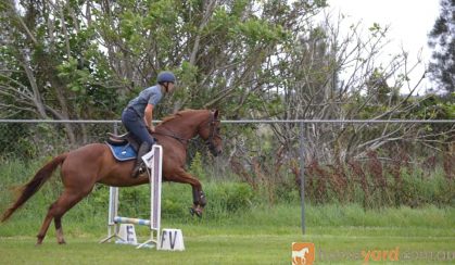 Lovely mare - suit jumping/eventing on HorseYard.com.au