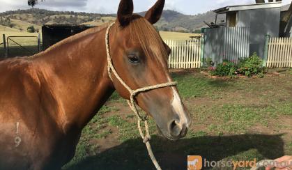 Quarter horse mare on HorseYard.com.au