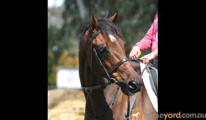 This lovely big QUIET horse has done a bit of everything. on HorseYard.com.au