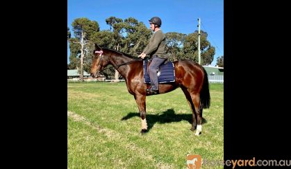 HUGE MOVING OTTB GELDING  on HorseYard.com.au