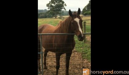 Lease on HorseYard.com.au