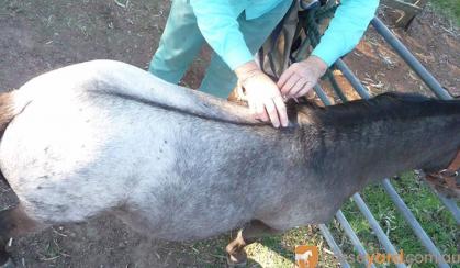 mini horse colt appy show stunning on HorseYard.com.au