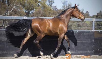 Stunning Anglo Filly  on HorseYard.com.au
