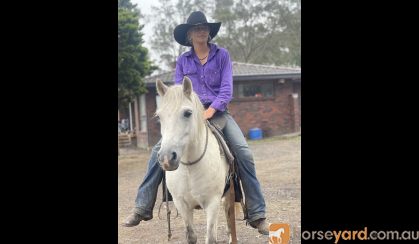 Alrounder welsh pony  on HorseYard.com.au