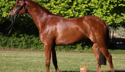 YOUR NEXT NEWCOMER PONY on HorseYard.com.au