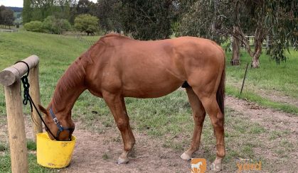 Charlie OTTB on HorseYard.com.au