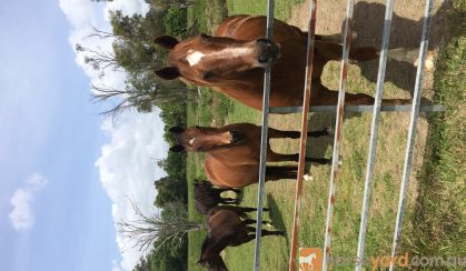 Clydesdale X Quarter Horse Meet Nugget on HorseYard.com.au