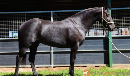 Black QH mare  on HorseYard.com.au