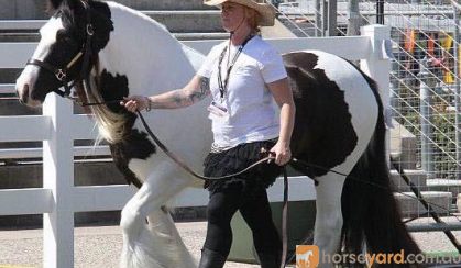 Gypsy Cob & Drum Horse Dispersal  on HorseYard.com.au