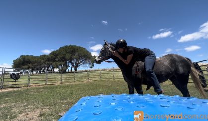 Arabian gelding  on HorseYard.com.au