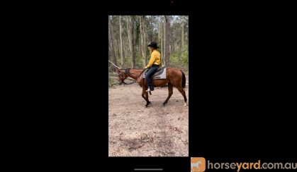 Buddy  on HorseYard.com.au
