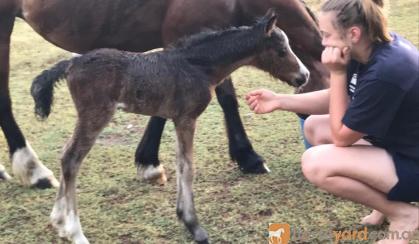Welsh C Broodmare with Foal at Foot on HorseYard.com.au